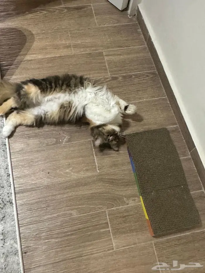 فندقة قطط محايل عسير 0