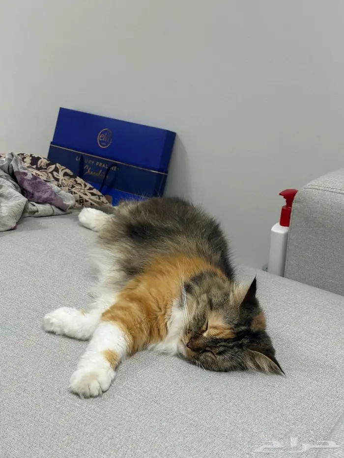 فندقة قطط محايل عسير 1