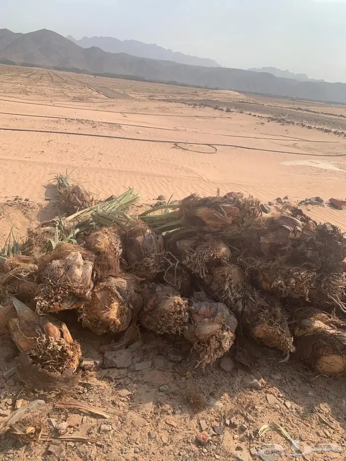 اصنا عجوه لبيع مقلوعه جاهزه الحجم وسط من 20 الي 15 0
