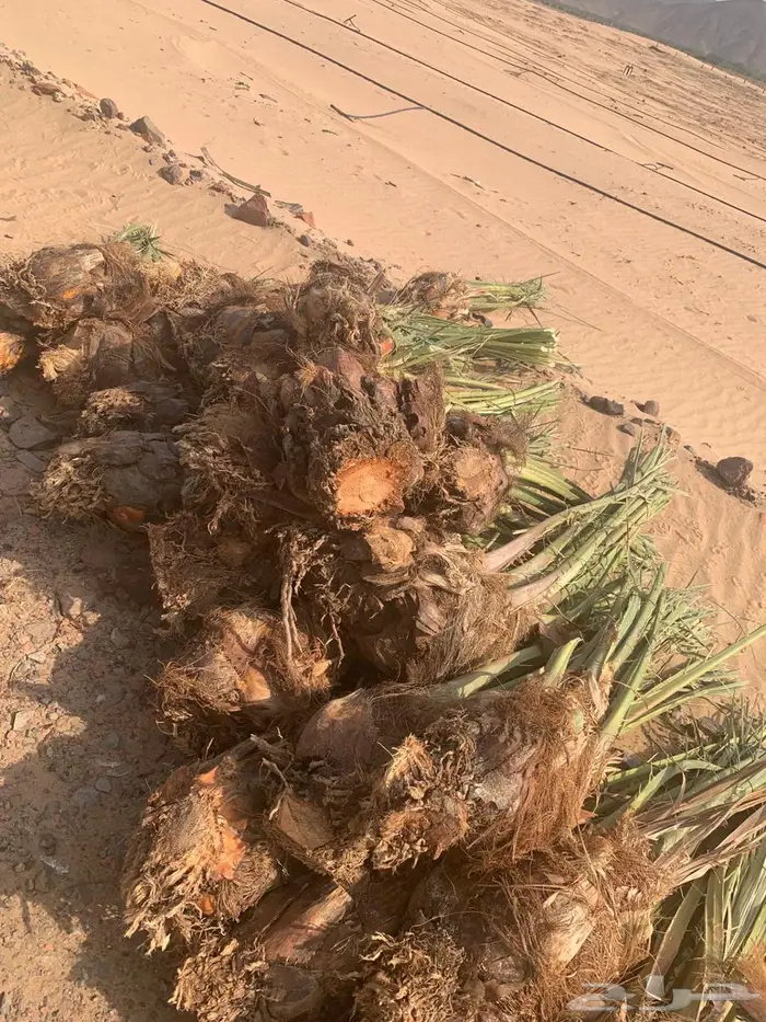 اصنا عجوه لبيع مقلوعه جاهزه الحجم وسط من 20 الي 15 2