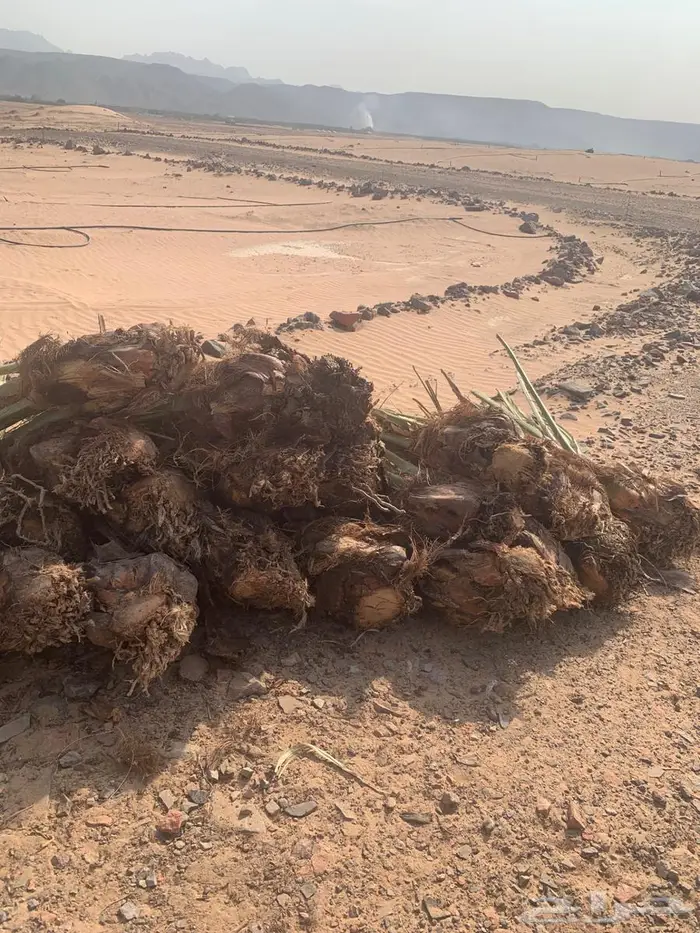 اصنا عجوه لبيع مقلوعه جاهزه الحجم وسط من 20 الي 15 1