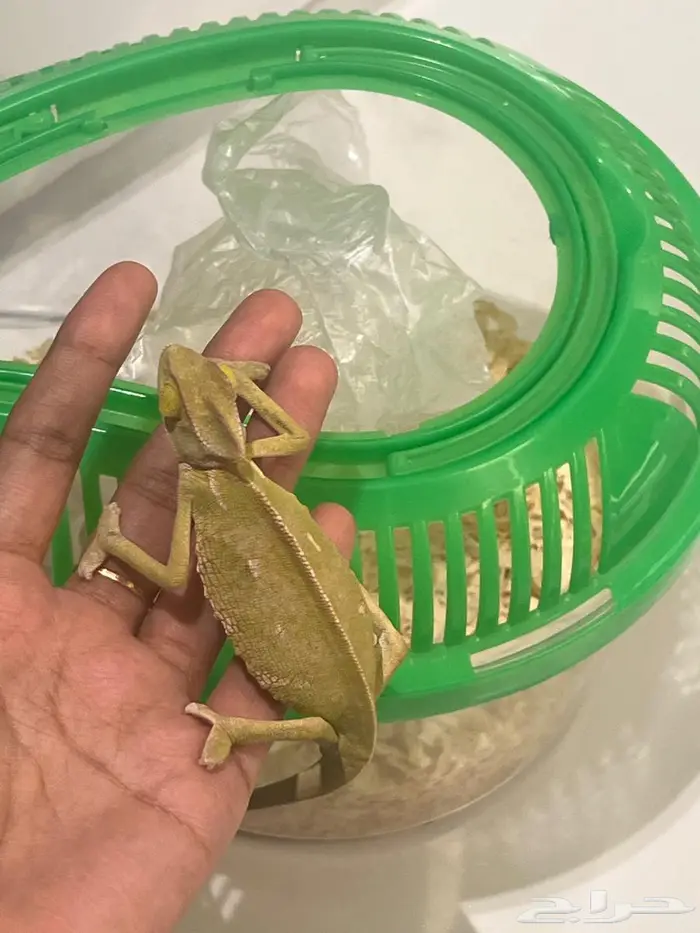 حرباء للبيع بالرياض 7