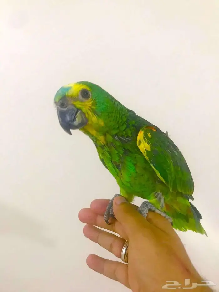 فرووخ بلوفرنتد جاكو(تم البيع) 0