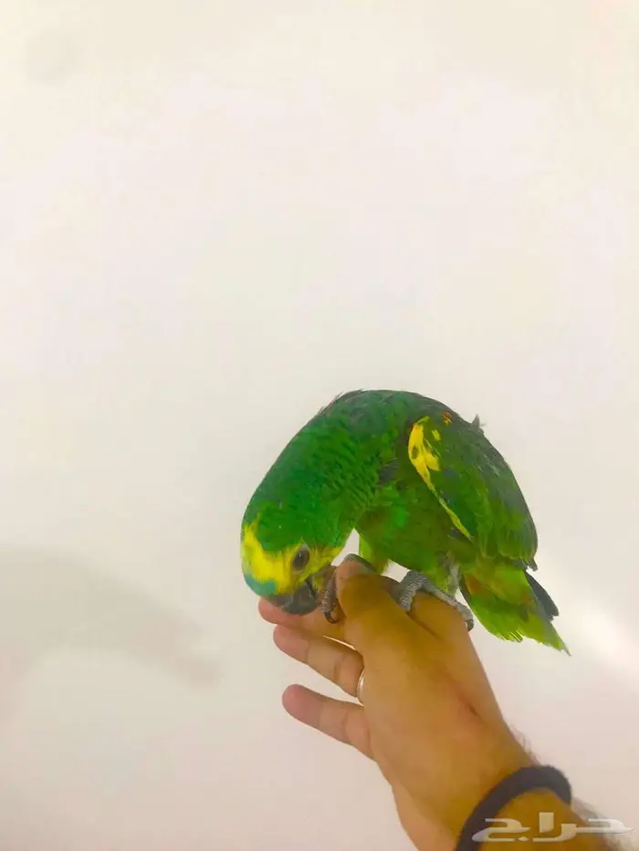 فرووخ بلوفرنتد جاكو(تم البيع) 2