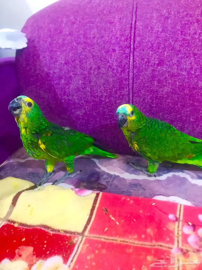 فرووخ بلوفرنتد جاكو(تم البيع) 12