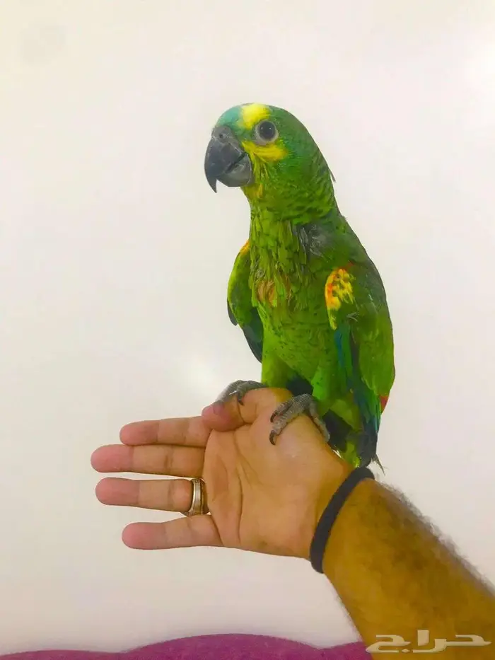 فرووخ بلوفرنتد جاكو(تم البيع) 6