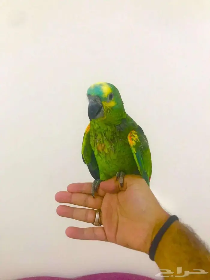 فرووخ بلوفرنتد جاكو(تم البيع) 8