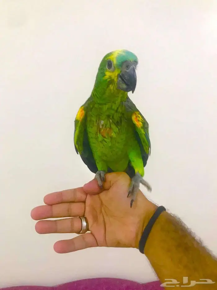 فرووخ بلوفرنتد جاكو(تم البيع) 9