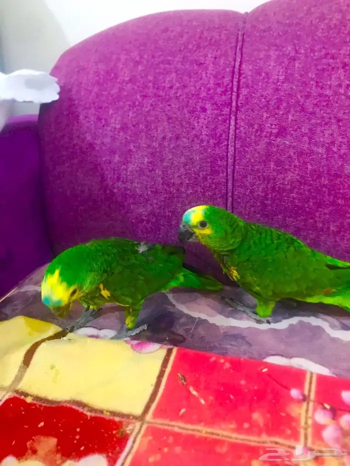 فرووخ بلوفرنتد جاكو(تم البيع) 13