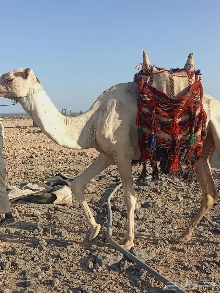 ركبي للبيع 2