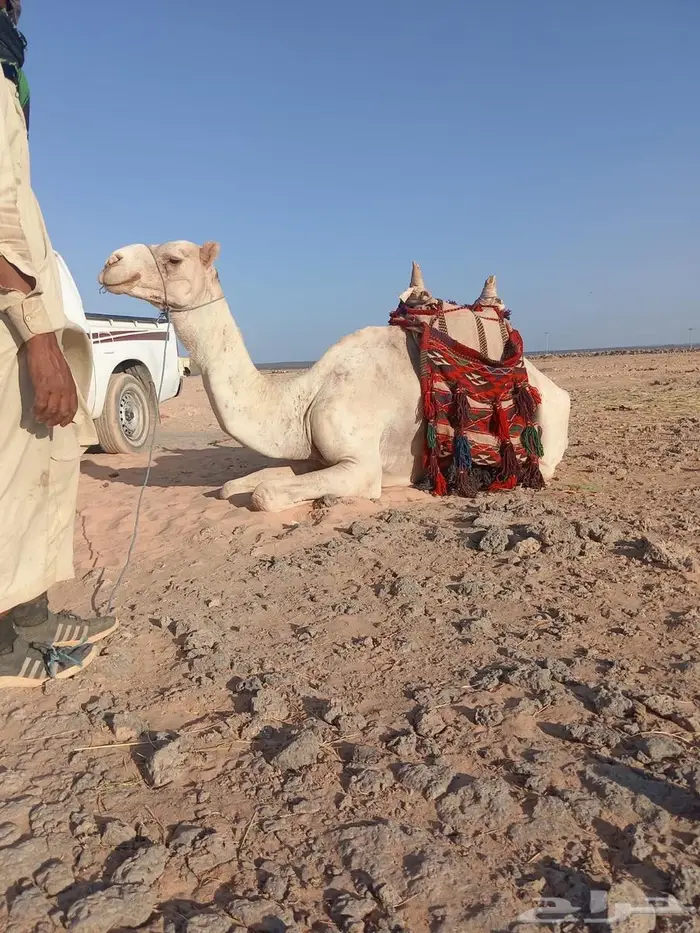 ركبي للبيع 0