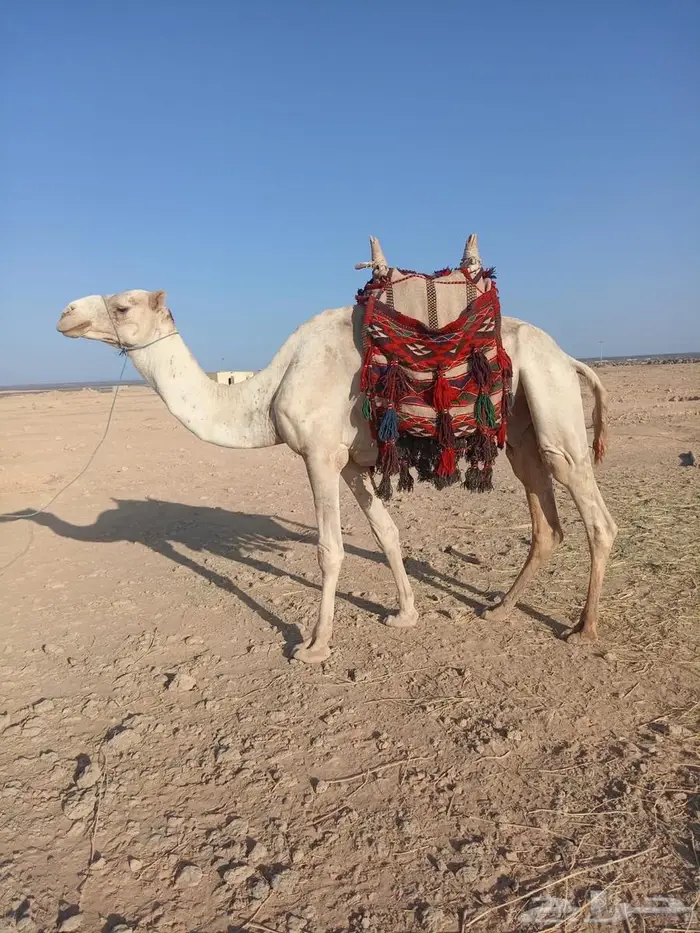 ركبي للبيع 1