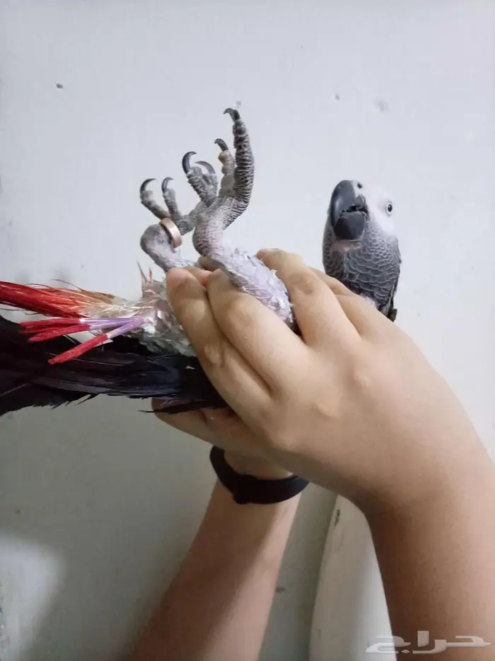 انثي بكاسكو محلله بشهادةاليفةجدامتكلمةللبيع اوبدل بامازوني 1