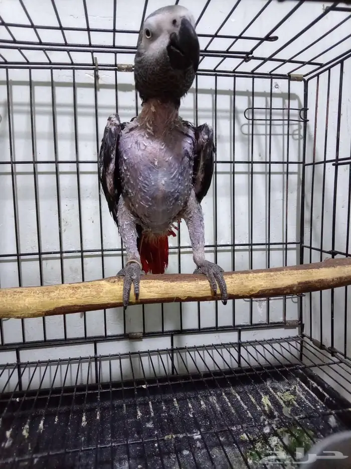 انثي بكاسكو محلله بشهادةاليفةجدامتكلمةللبيع اوبدل بامازوني 7