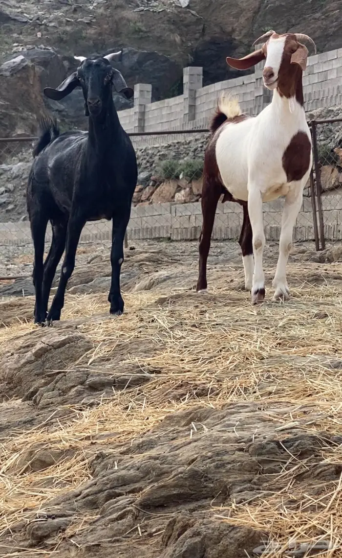 فحول وعنقان للبيع 0