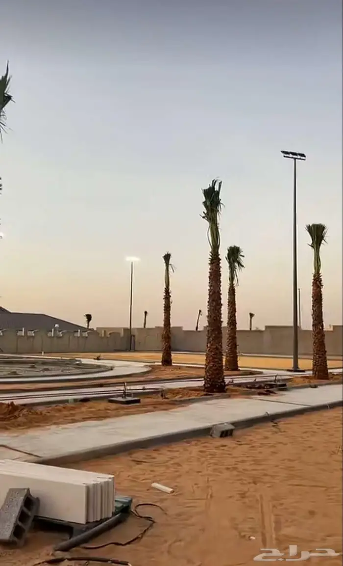 نخل زينه للبيع نخل واشنطني زينه 8