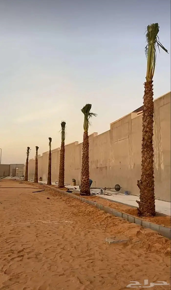 نخل زينه للبيع نخل واشنطني زينه 4