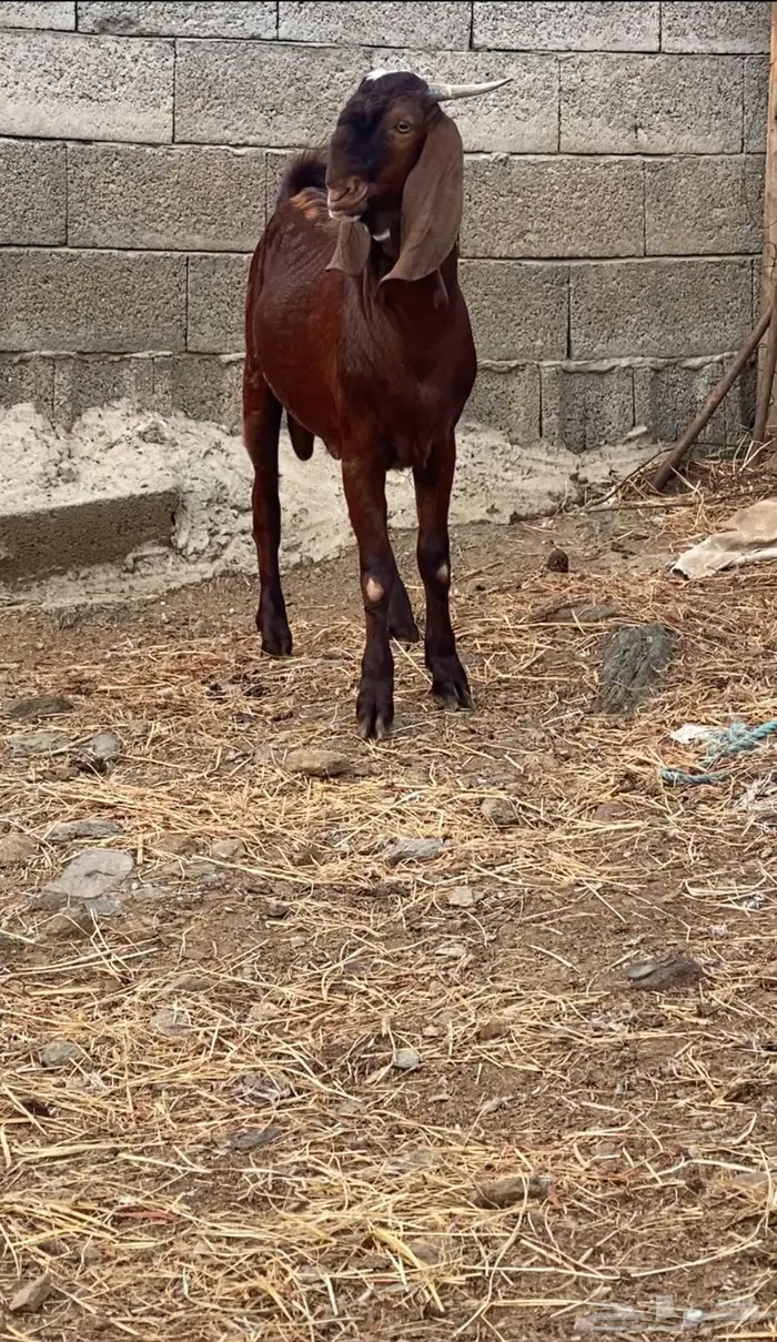 فحول وعنقان للبيع 2