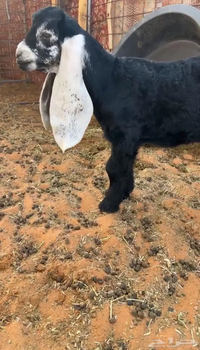 للبيع فحل عارضي ثني و مشروع فحل 0