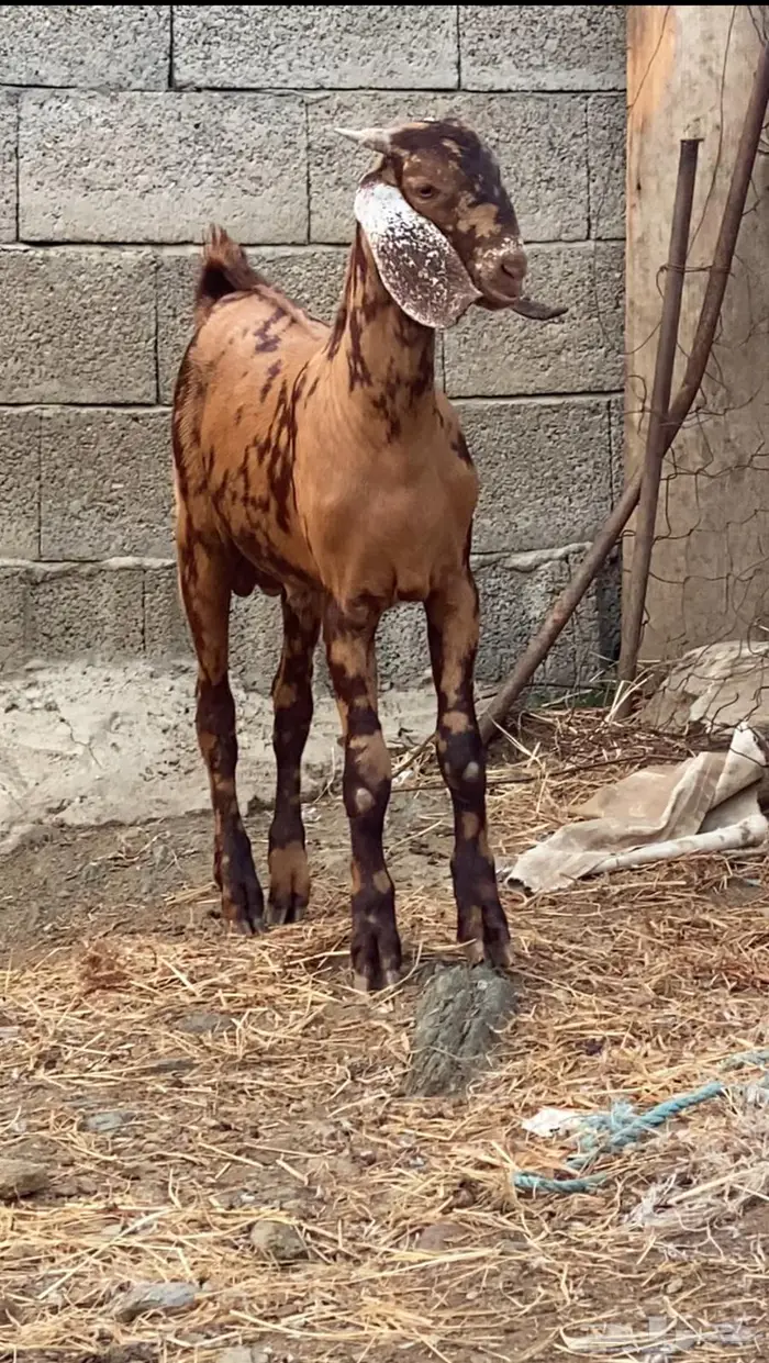 فحول وعنقان للبيع 1