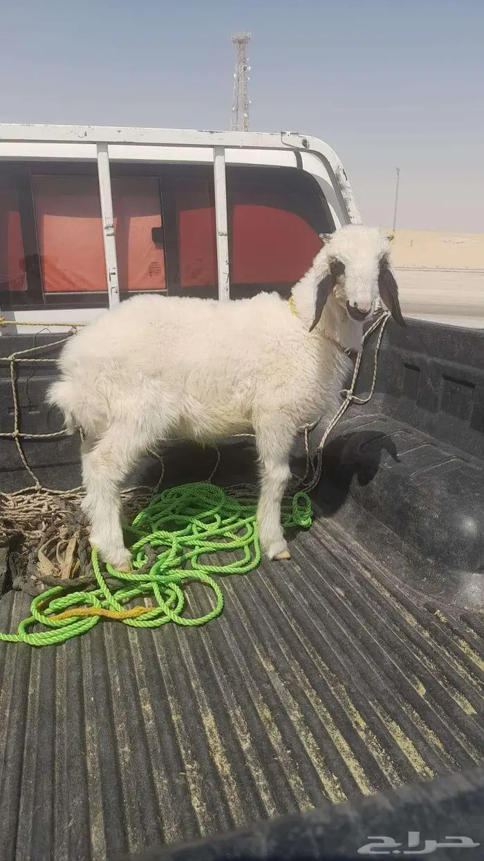 الدمام خط ابو حدريه بعد ميزان التريلات 2