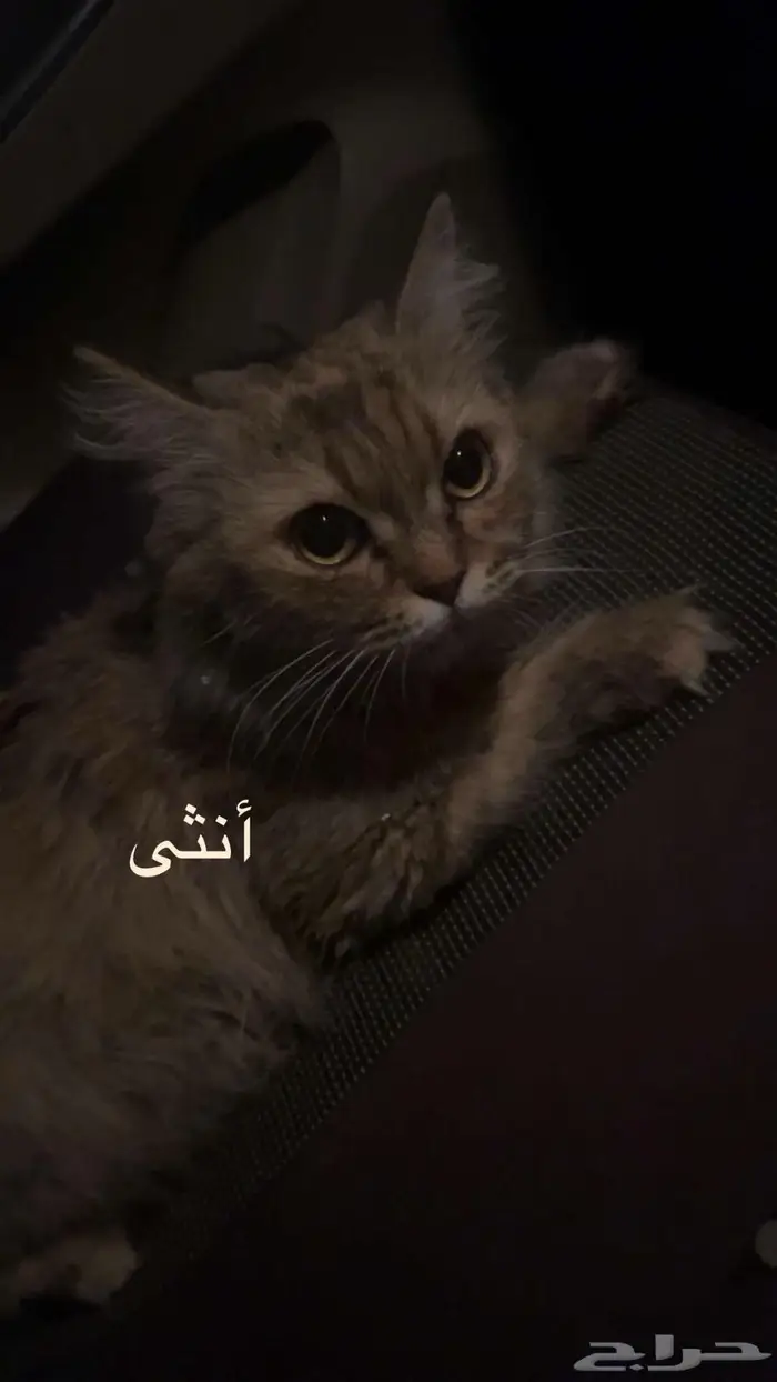 حلي كدرة 5
