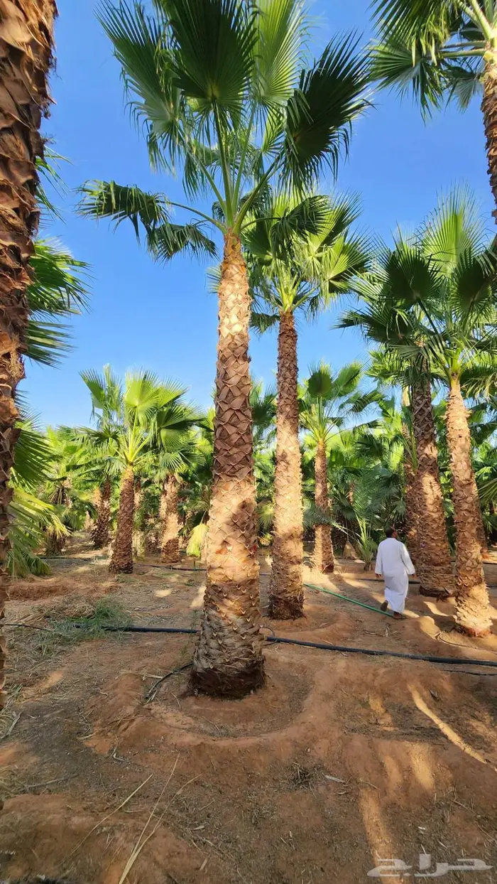 نخل زينه للبيع نخل واشنطني زينه 2