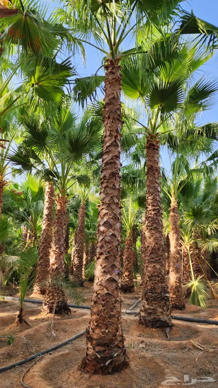 نخل زينه للبيع نخل واشنطني زينه 6