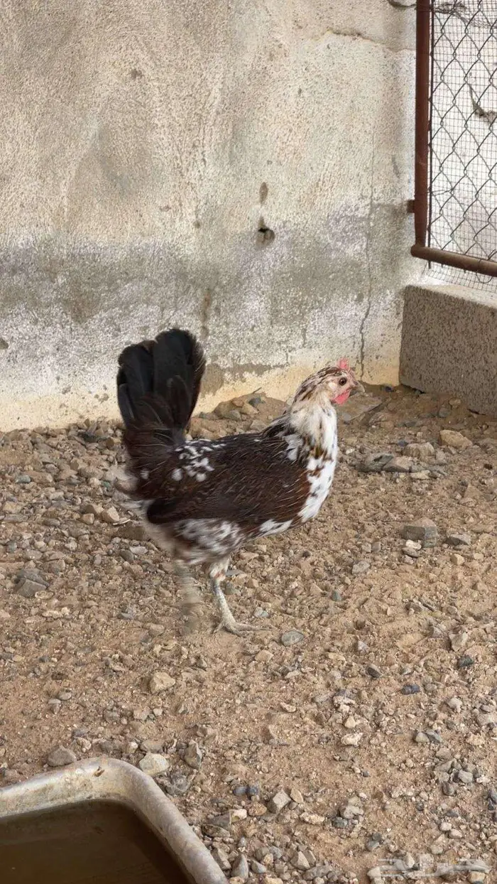 دجاج عربي ماكنتوش ( تم البيع ) 3