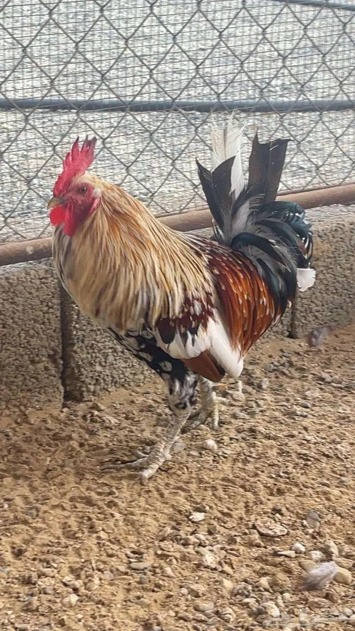 دجاج عربي ماكنتوش ( تم البيع ) 5