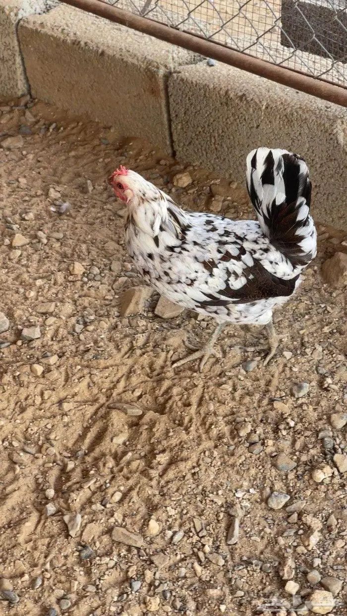 دجاج عربي ماكنتوش ( تم البيع ) 0