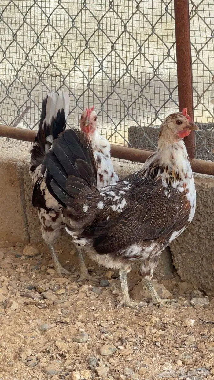 دجاج عربي ماكنتوش ( تم البيع ) 1
