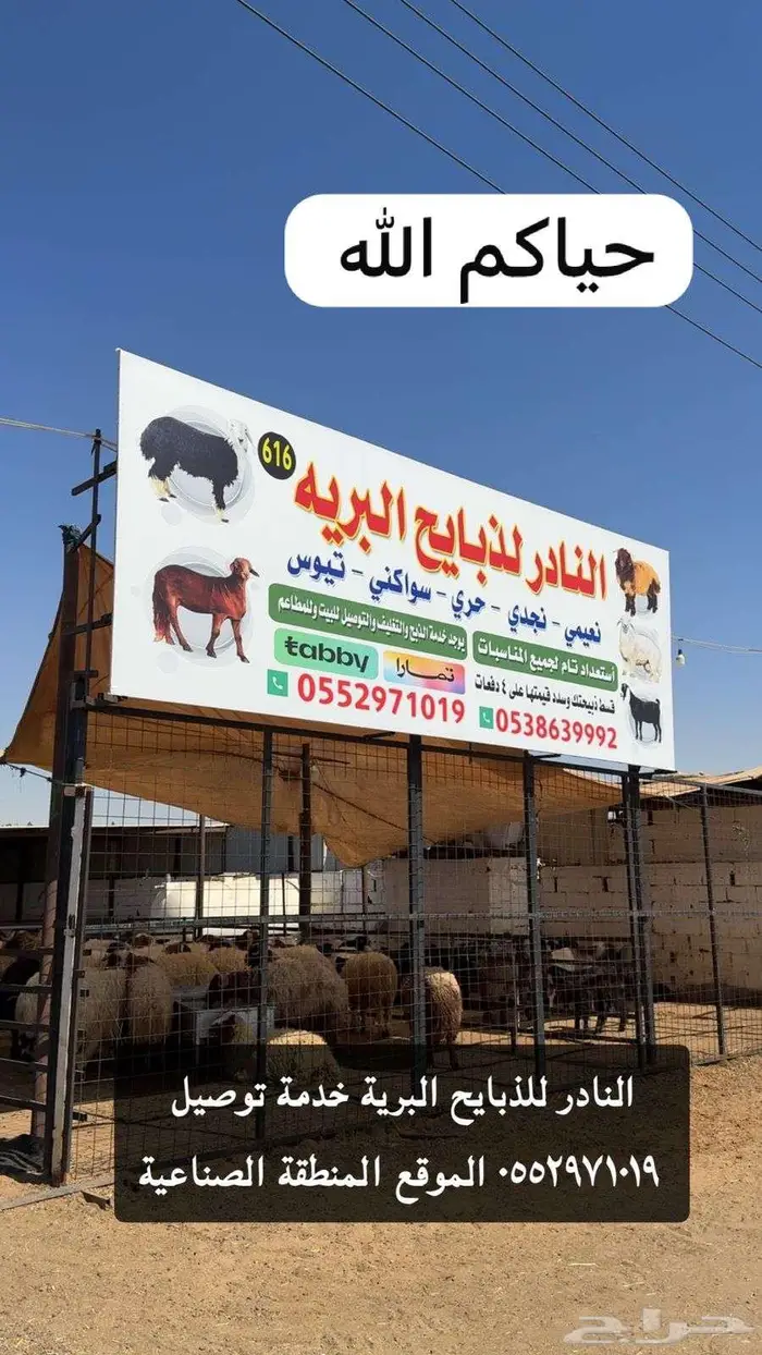 خرفان وتيوس تابي وتمارا 0