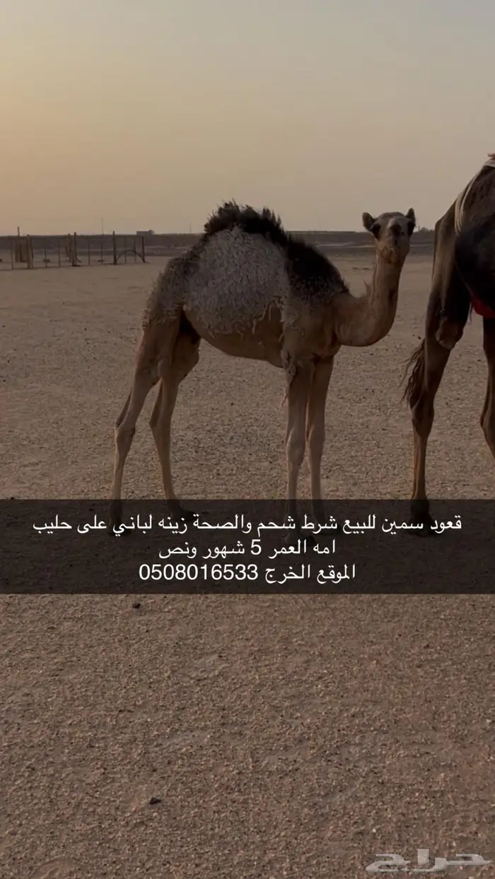 قعود لباني على حليب امه 0