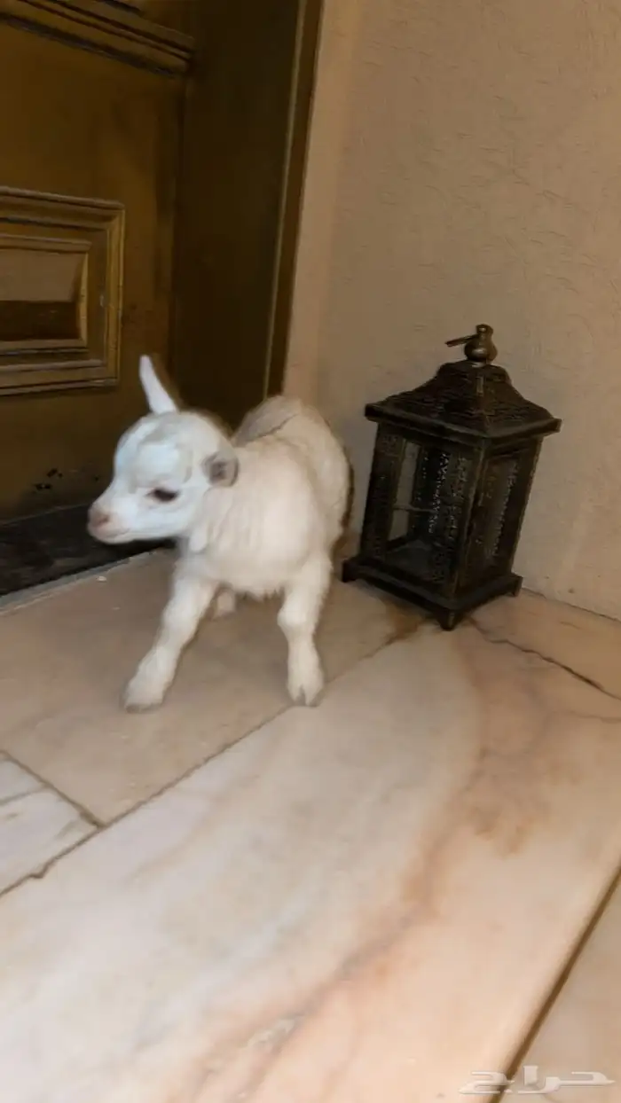 تيس قزمي ابيض معرف جميل مع الاطفال شمال الرياض 3