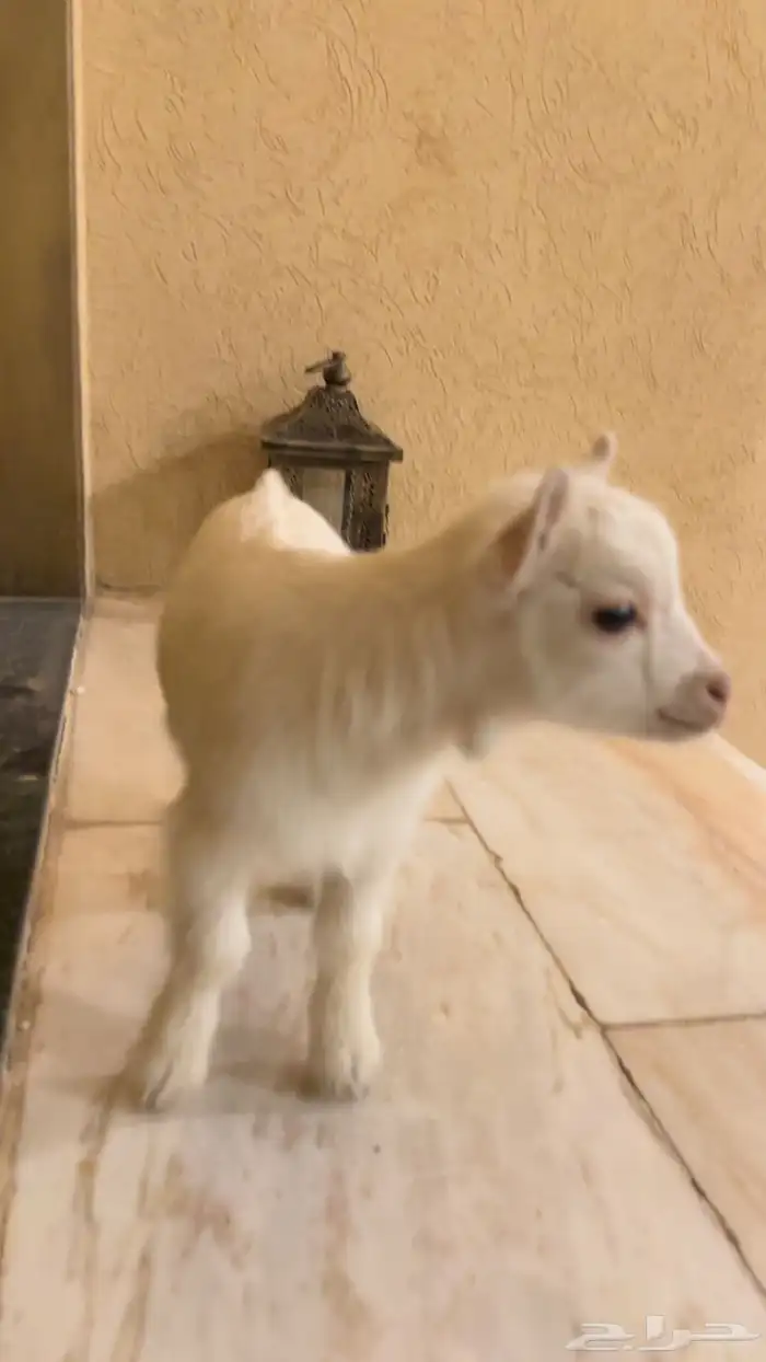 تيس قزمي ابيض معرف جميل مع الاطفال شمال الرياض 2