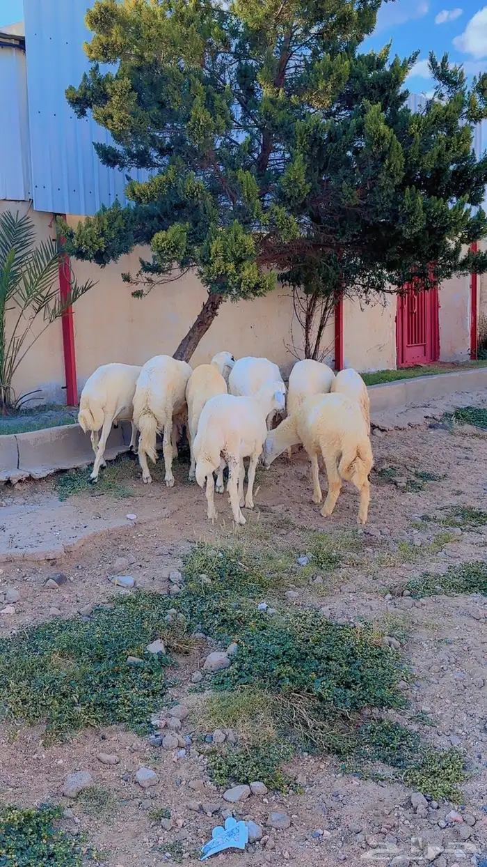 خرفان 3