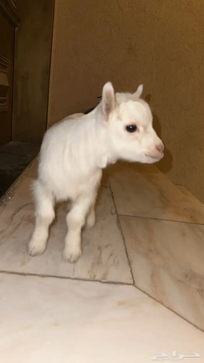 تيس قزمي ابيض معرف جميل مع الاطفال شمال الرياض 0