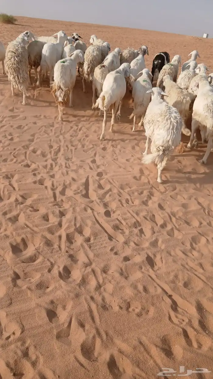 غنم حري 3