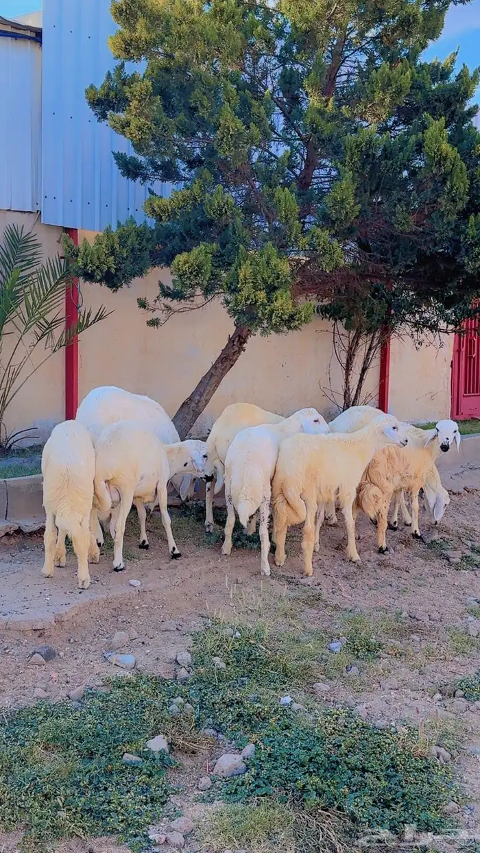 خرفان 1
