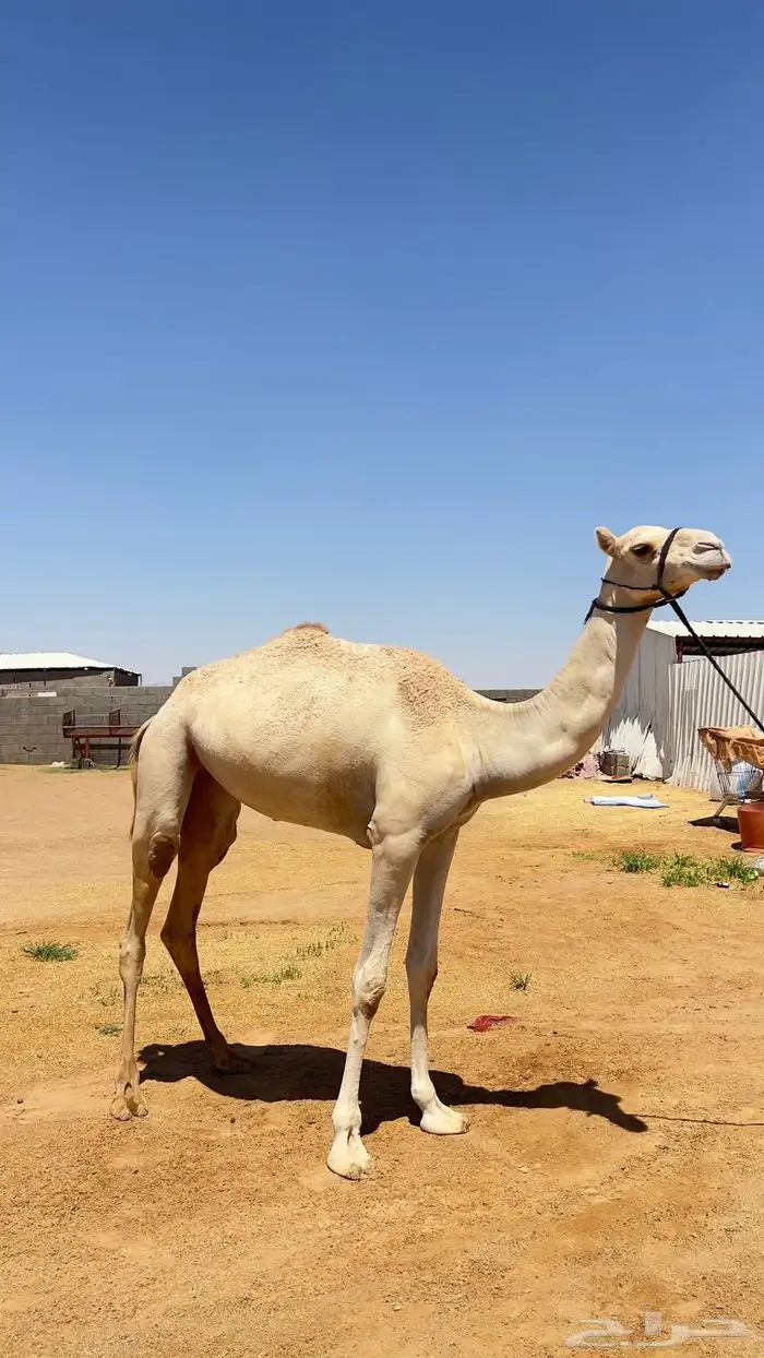 للبيع بكره لقيه 0