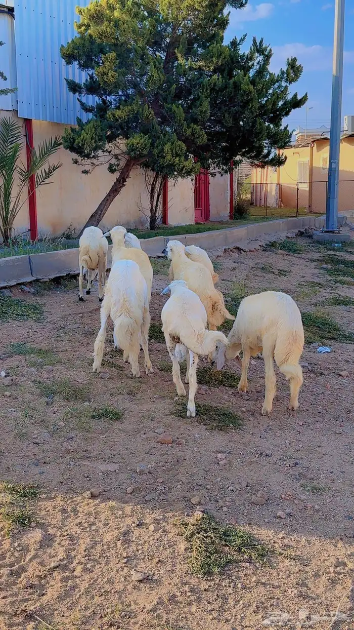 خرفان 0