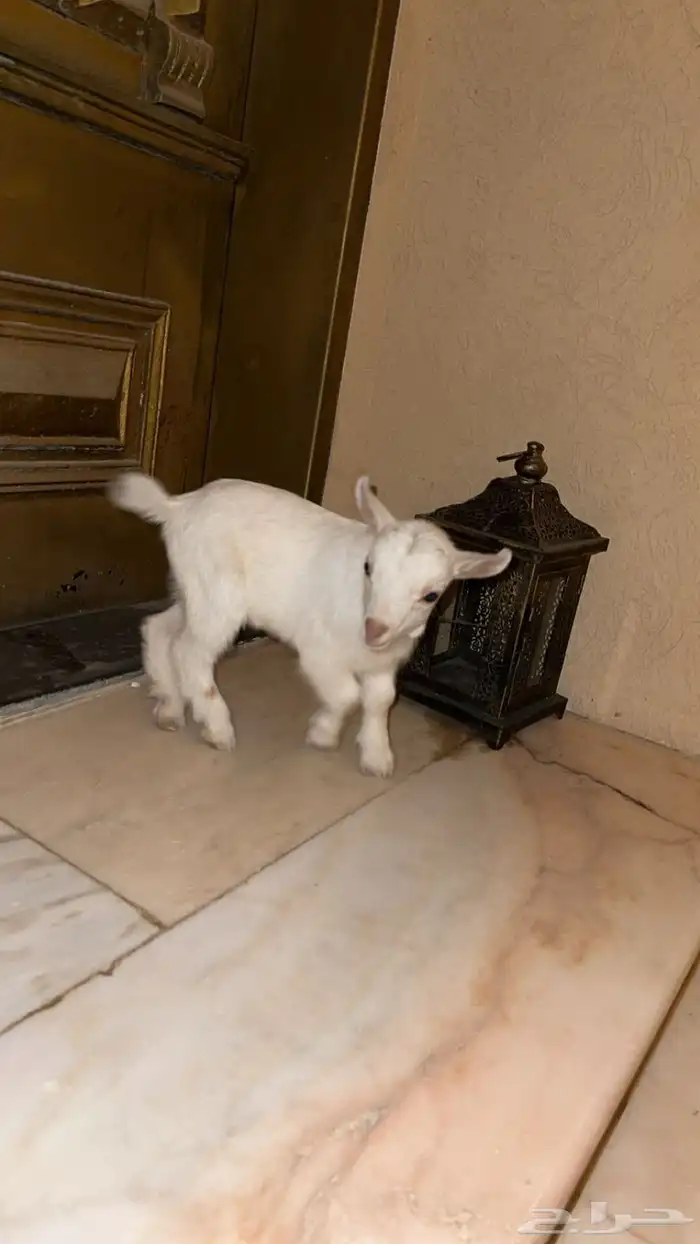 تيس قزمي ابيض معرف جميل مع الاطفال شمال الرياض 1