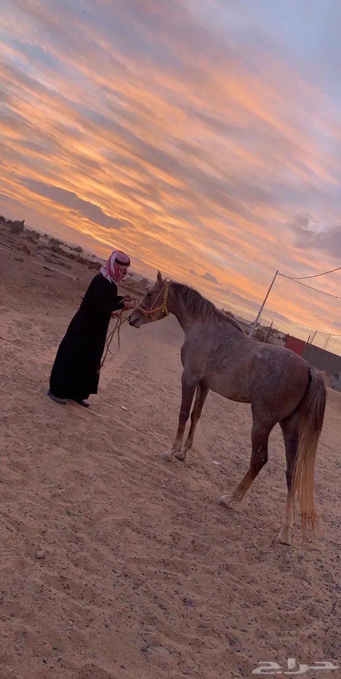 يوجد عسف خيل بأفضل الطرق 0