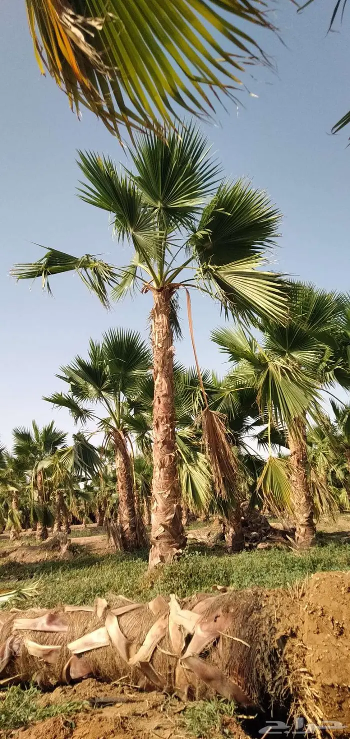 نخل واشنطن واشنطونيا 12