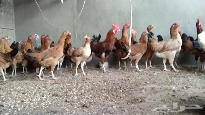 دجاج فرنسي 1