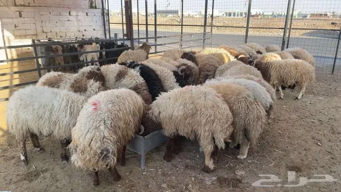 خرفان وتيوس تابي وتمارا 1