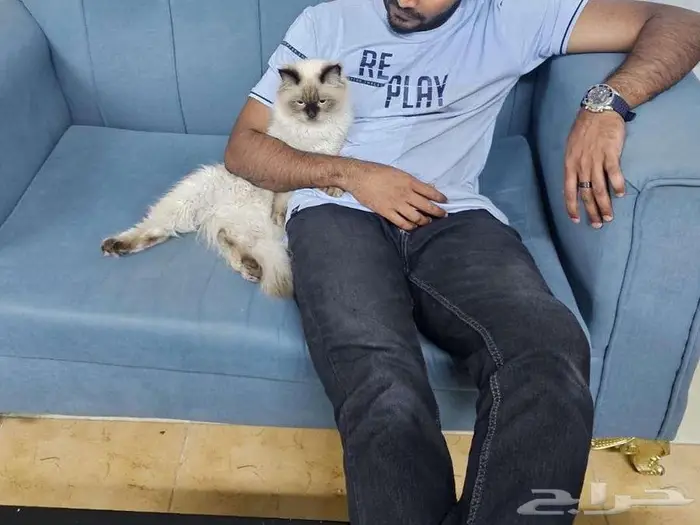 Two Male Luxury Breed Cats (Himalayan   British Longhair) 0