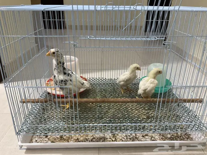 صوص كوشامو الماني 0