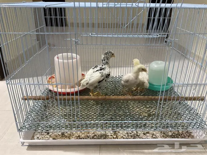 صوص كوشامو الماني 2